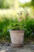 Bergs Potter 丹麥手工花盆復古北歐風 Helena系列 簡約多肉粗陶盆